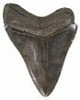 Serrated, Fossil Megalodon Tooth - Georgia #52802-2